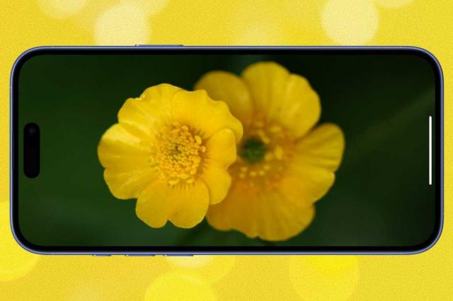 忘掉iOS 26，一起穿越苹果的操作系统代码命名“花园”——2027年的OS将如何命名